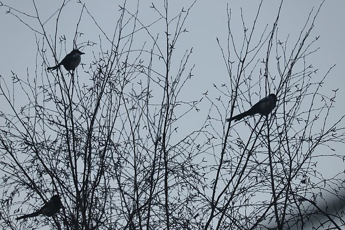 sroka  - Henryk Piernikarczyk