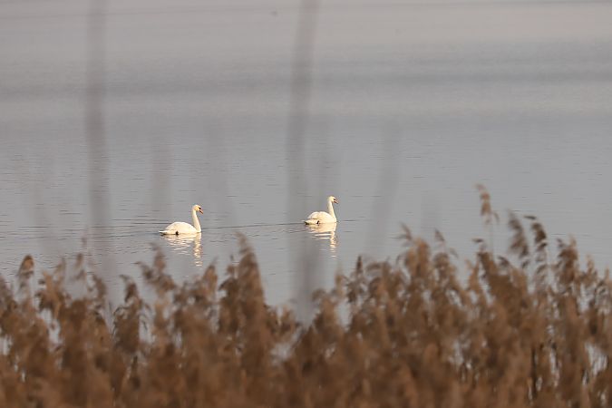 Höckerschwan  - Henryk Piernikarczyk