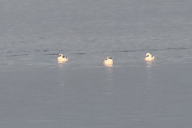 bielaczek  - Henryk Piernikarczyk