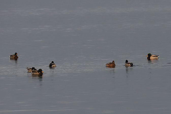 krzyżówka  - Henryk Piernikarczyk
