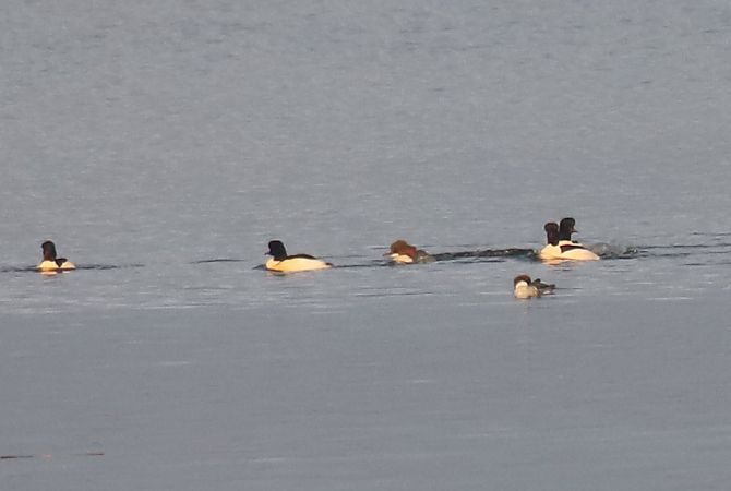 nurogęś  - Henryk Piernikarczyk