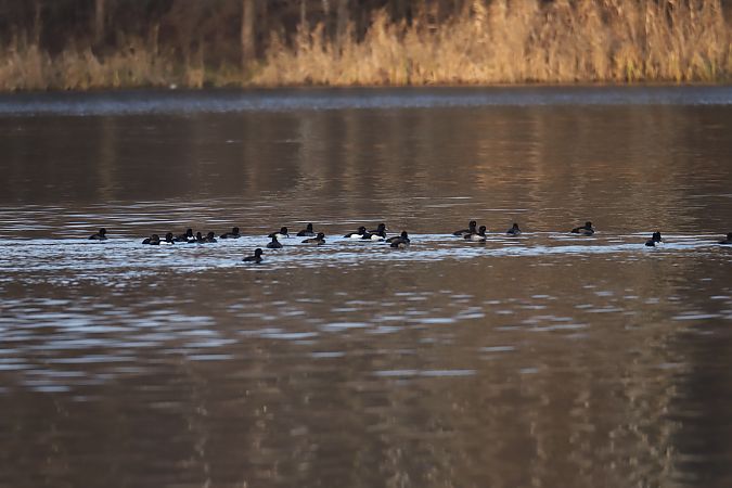 czernica  - Henryk Piernikarczyk