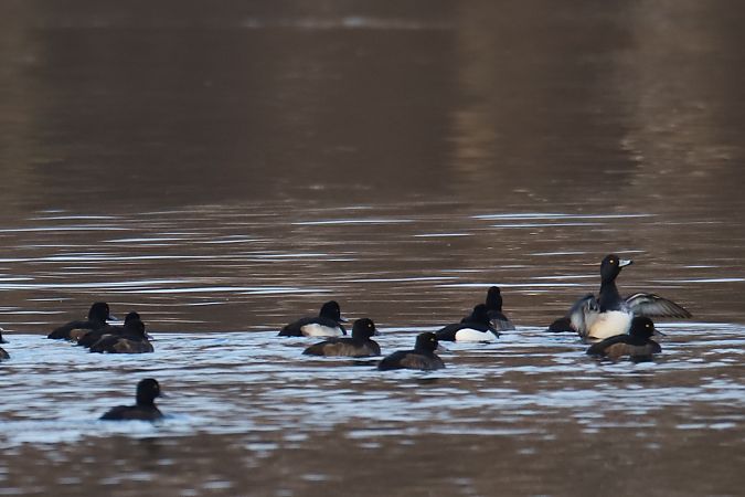 czernica  - Henryk Piernikarczyk
