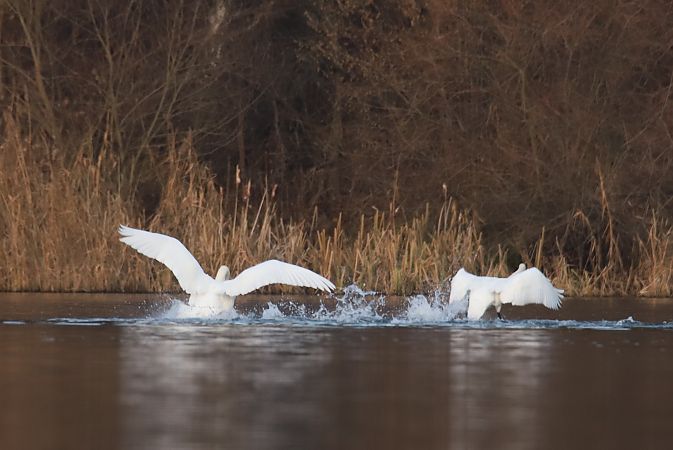 Höckerschwan  - Henryk Piernikarczyk