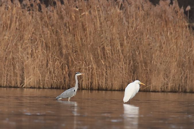 czapla biała  - Henryk Piernikarczyk