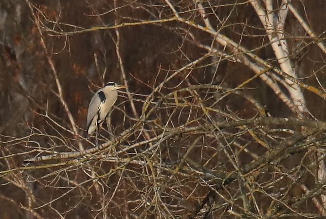 Graureiher  - Henryk Piernikarczyk
