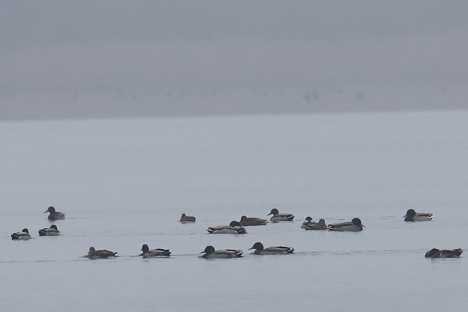 Stockente  - Henryk Piernikarczyk