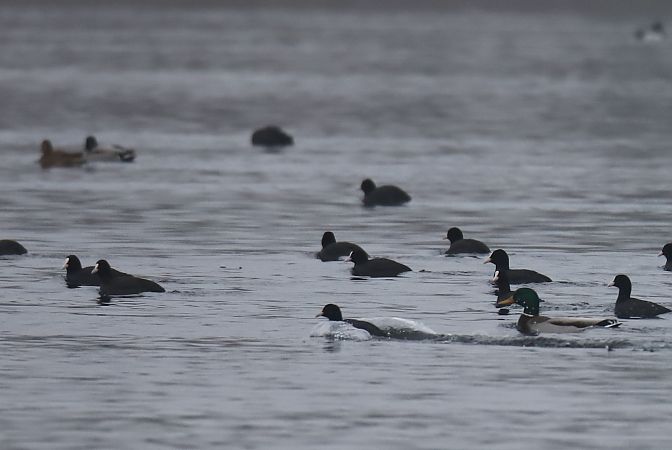 łyska  - Henryk Piernikarczyk