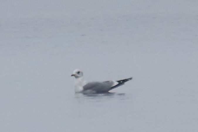 mewa siwa  - Henryk Piernikarczyk