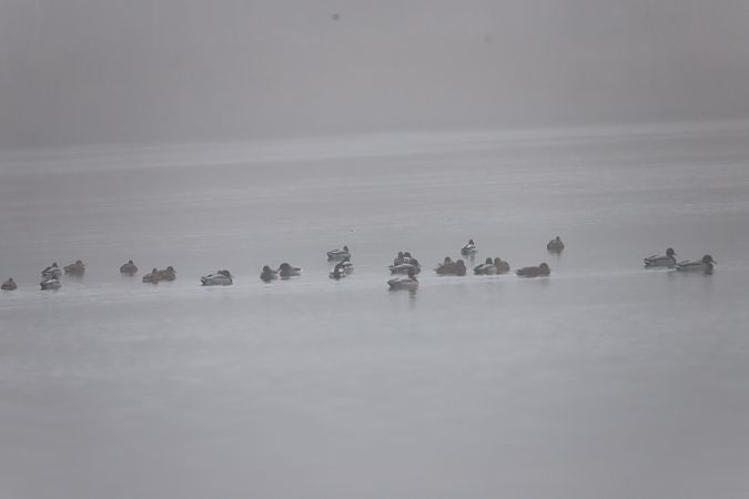 krzyżówka  - Henryk Piernikarczyk