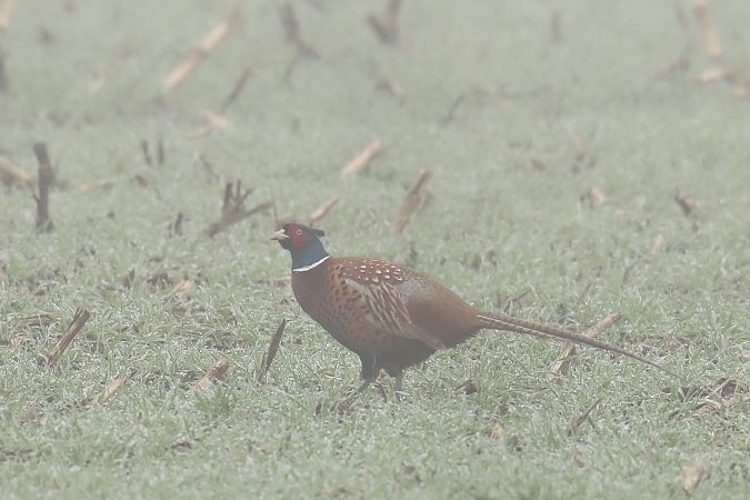bażant  - Henryk Piernikarczyk