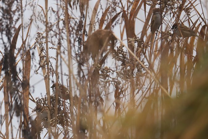 mazurek  - Henryk Piernikarczyk