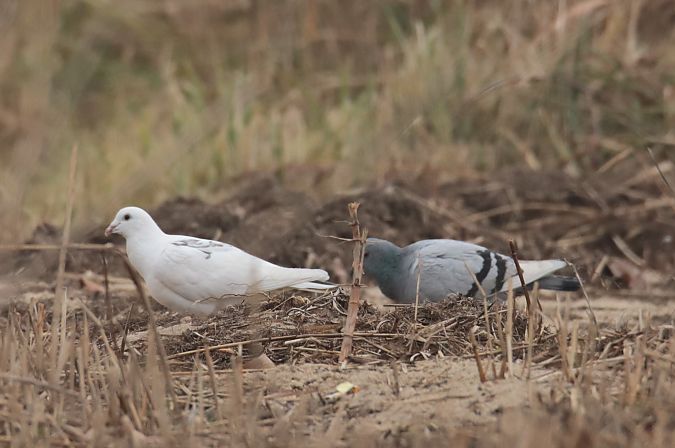 gołąb miejski  - Henryk Piernikarczyk