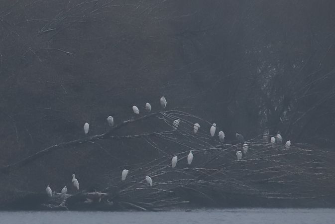 czapla biała  - Henryk Piernikarczyk