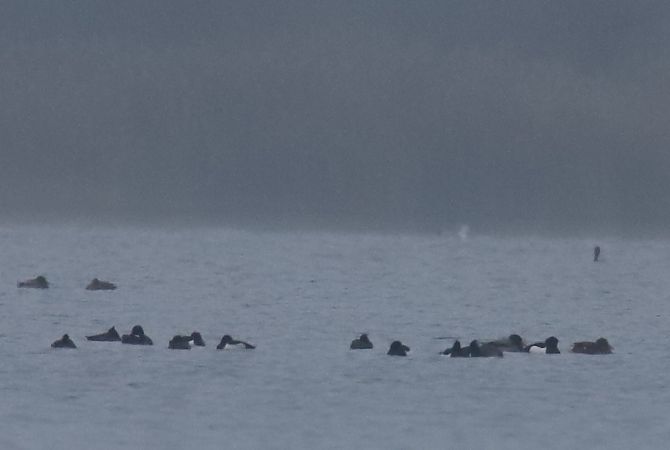 czernica  - Henryk Piernikarczyk