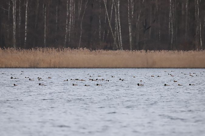 Stockente  - Henryk Piernikarczyk
