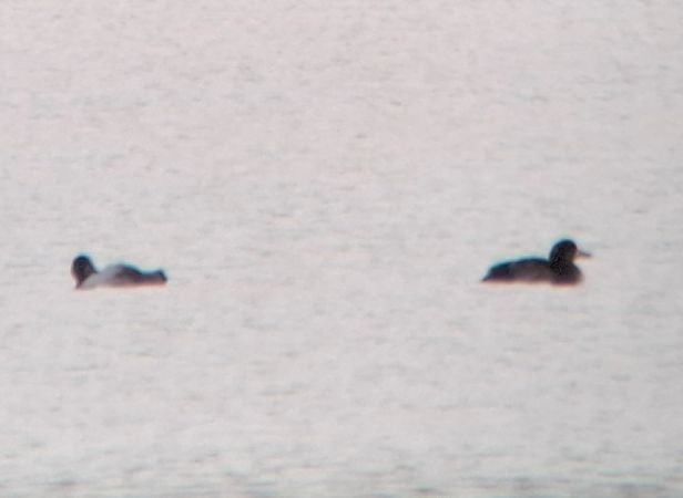 ogorzałka  - Tomasz Doroń