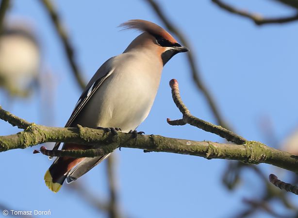jemiołuszka  - Tomasz Doroń