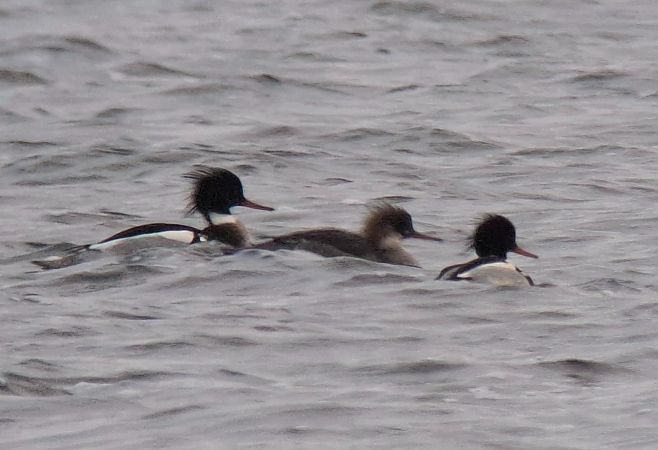 Mittelsäger  - Tomasz Doroń