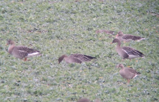 Waldsaatgans  - Tomasz Doroń