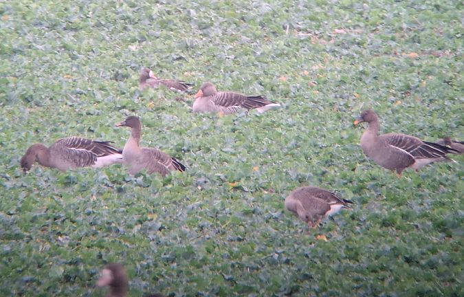 Waldsaatgans  - Tomasz Doroń