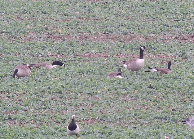 Kanadagans  - Tomasz Doroń