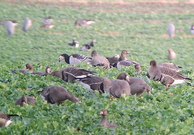 bernikla białolica  - Tomasz Doroń