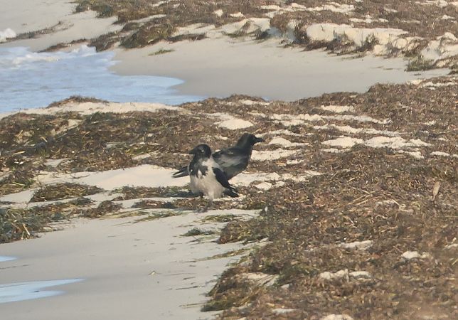 wrona (czarnowron, ssp. corone)  - Tomasz Doroń