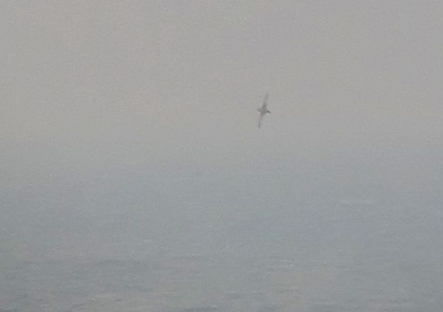 Dunkler Sturmtaucher  - Jakub Szuksztul