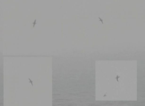 Puffin fuligineux  - Jakub Szuksztul