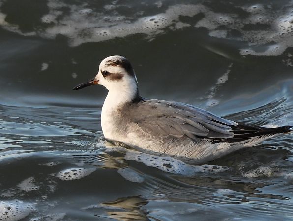 płatkonóg płaskodzioby  - Wojciech Wojtala