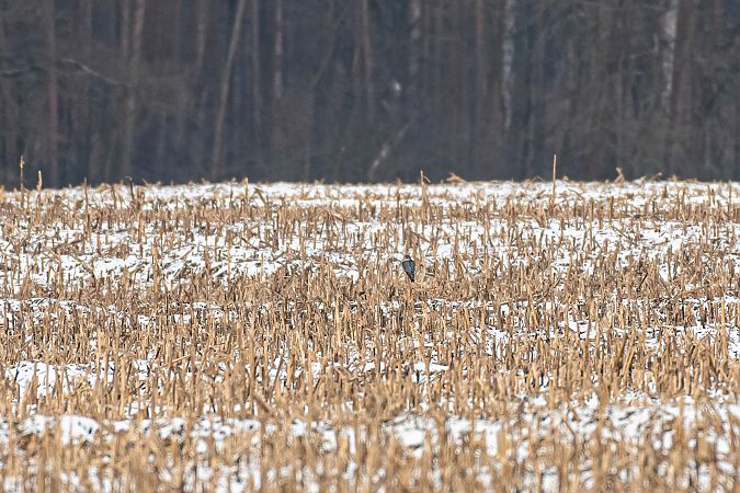 drzemlik  - Marek Faber