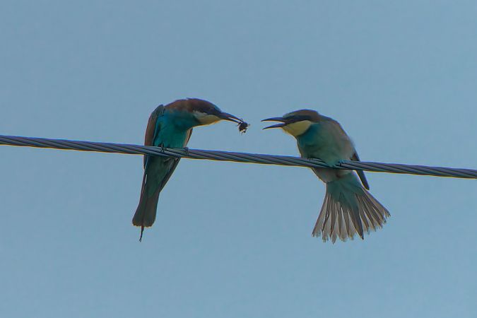 Guêpier d'Europe  - Radosław Grontecki