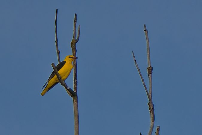 wilga  - Radosław Grontecki