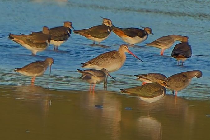 rycyk  - Radosław Grontecki