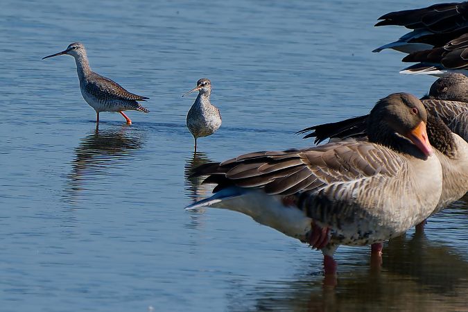 Dunkler Wasserläufer  - Radosław Grontecki