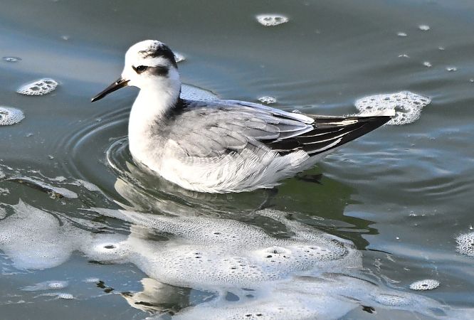 płatkonóg płaskodzioby  - Zbigniew Balcerzak