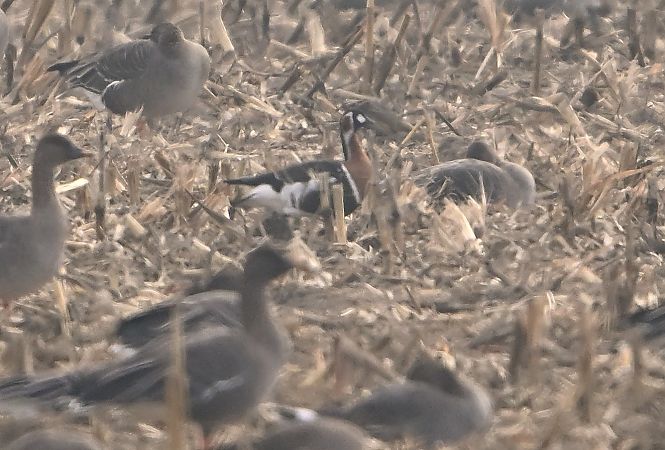 Rothalsgans  - Zbigniew Balcerzak