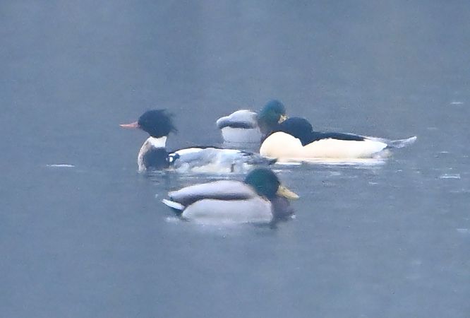 szlachar  - Zbigniew Balcerzak