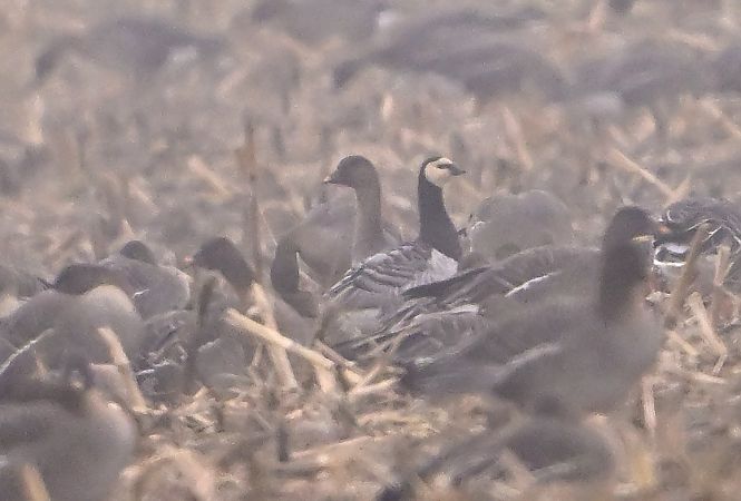 bernikla białolica  - Zbigniew Balcerzak