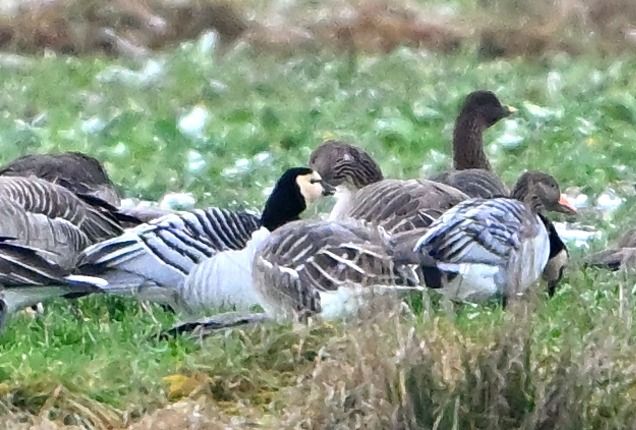 bernikla białolica  - Zbigniew Balcerzak