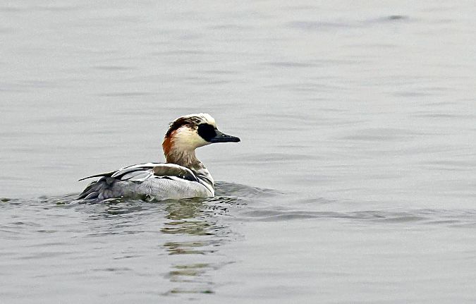 bielaczek  - Damian Mikulski