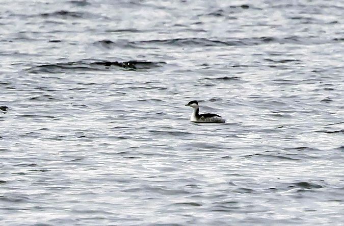 perkoz rogaty  - Damian Mikulski