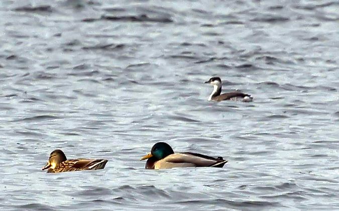 perkoz rogaty  - Damian Mikulski