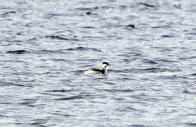 perkoz rogaty  - Damian Mikulski