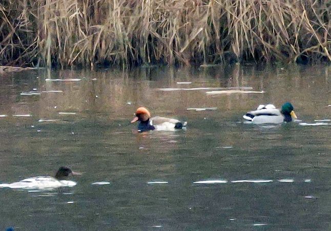 hełmiatka  - Damian Mikulski