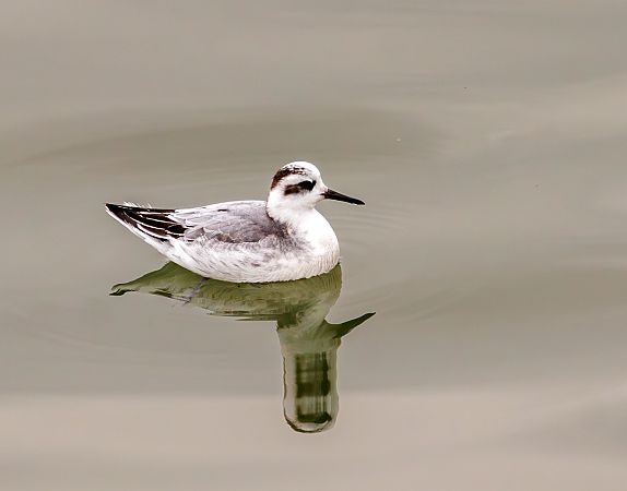 płatkonóg płaskodzioby  - Damian Mikulski