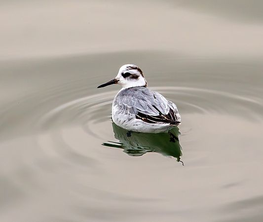 Thorshühnchen  - Damian Mikulski