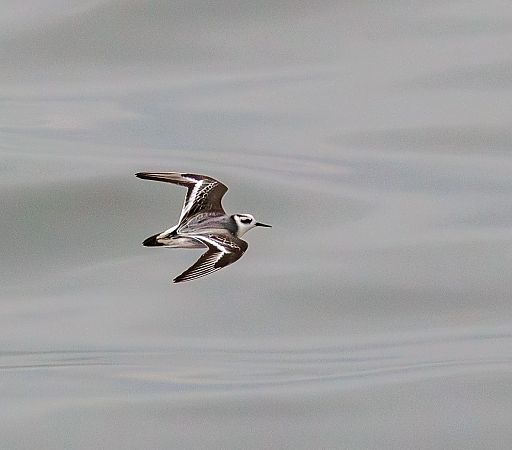 Phalarope à bec large  - Damian Mikulski