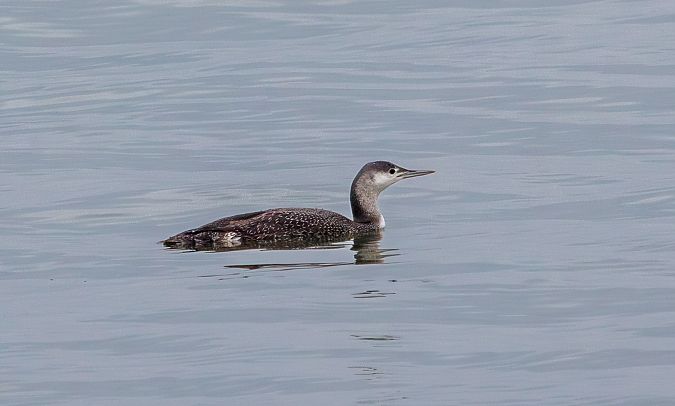 nur rdzawoszyi  - Damian Mikulski